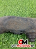 Интеркулер  Toyota Avensis 3 поколение (T270) 2009 173620r030 #2